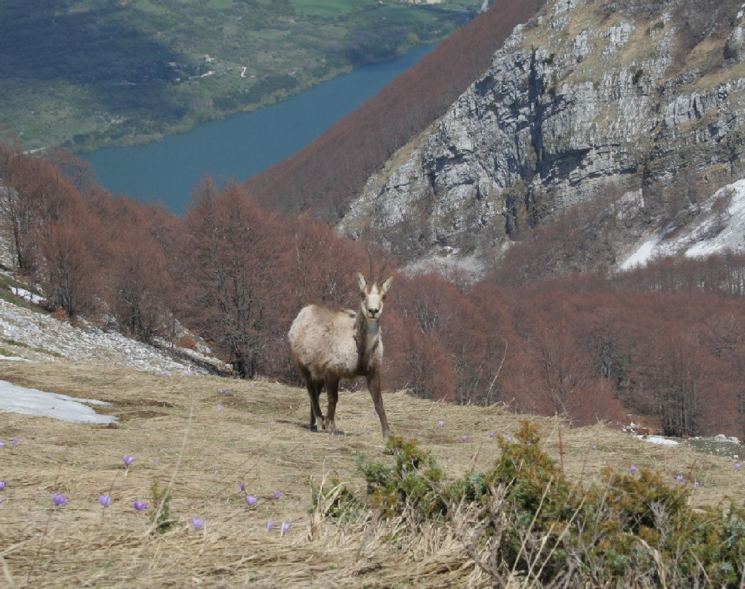 Camoscio d''Abruzzo Rupicapra pyrenaica ornata